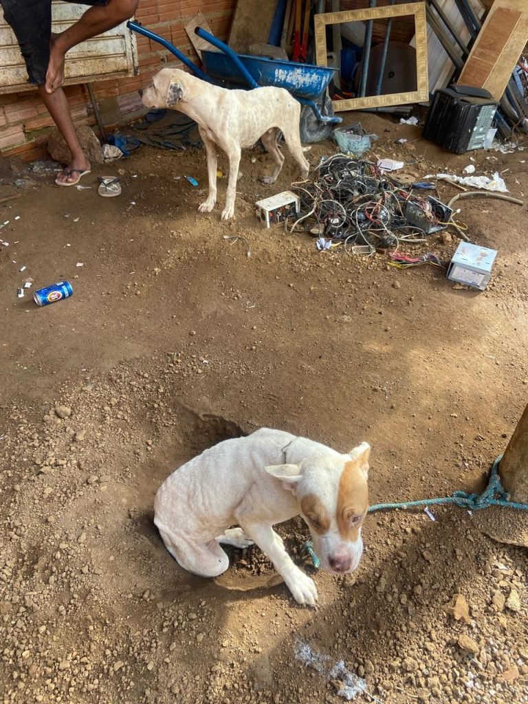 Casal vai responder por maus-tratos após deixar cães sem água e comida, e pela morte de um dos animais, diz polícia