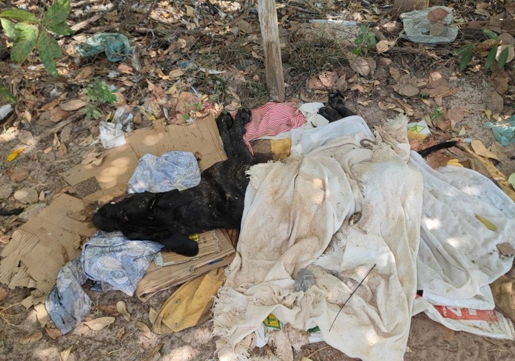 Cachorro morre após ser encontrado sem água e comida em chácara e prefeitura denuncia tutor por suspeita de maus-tratos