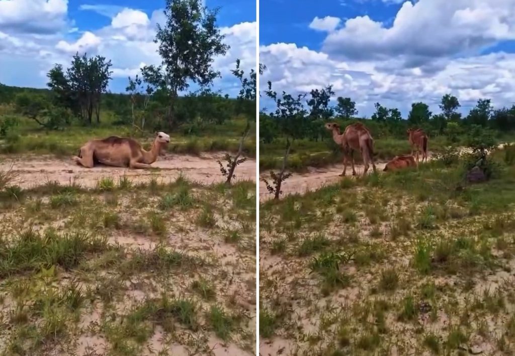 Camelos que encantaram a web estão em fazenda a 150 km de Palmas; conheça região