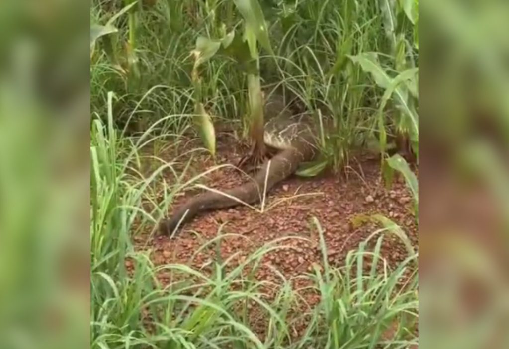 Engenheiro se surpreende com cobra gigante em estrada no interior do TO; VÍDEO